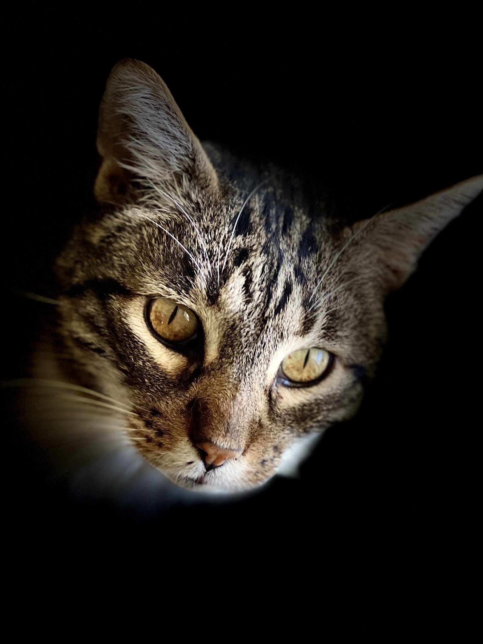 Redwood Coast Humane Society