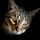 Redwood Coast Humane Society