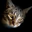 Redwood Coast Humane Society