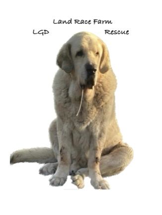 Land Race Farm LGD Rescue