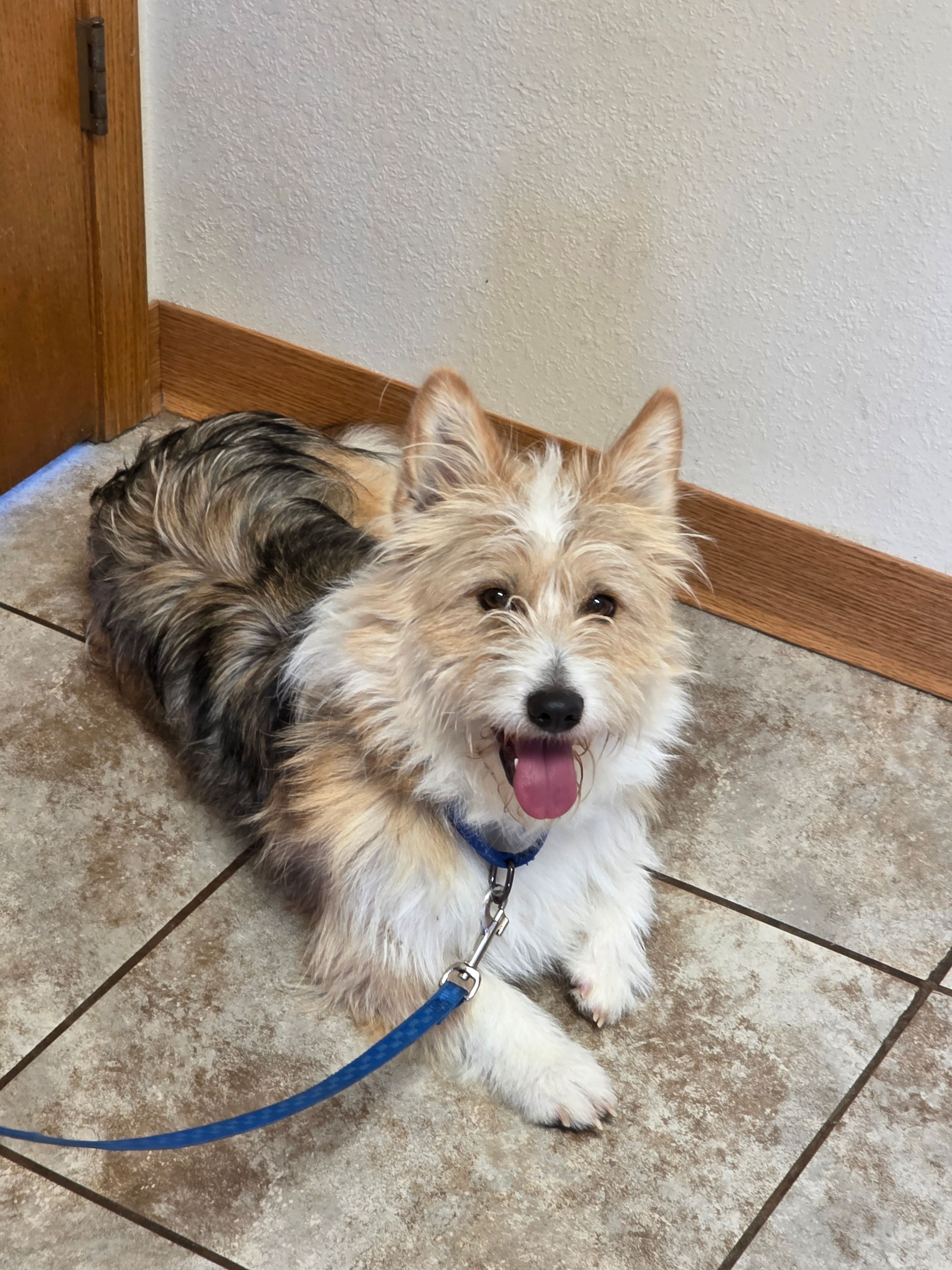 A Little Bit of Country Dog Rescue
