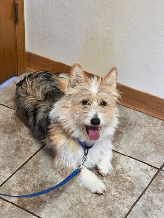 A Little Bit of Country Dog Rescue