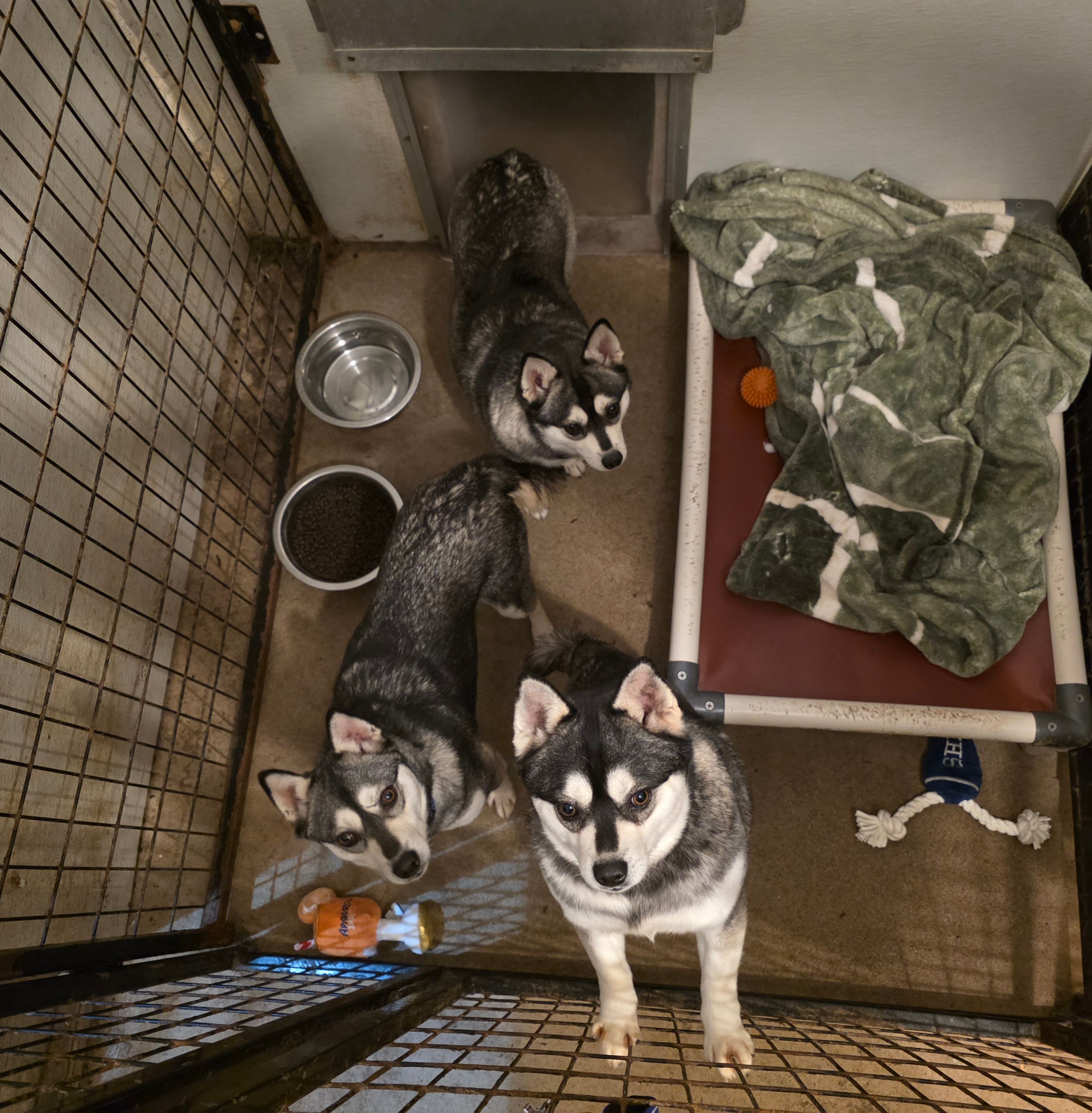 A Little Bit of Country Dog Rescue