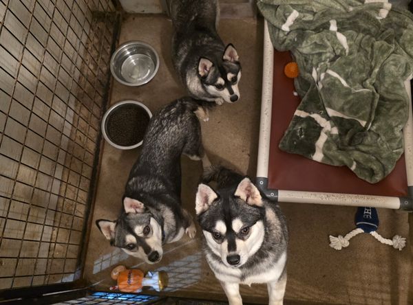 A Little Bit of Country Dog Rescue