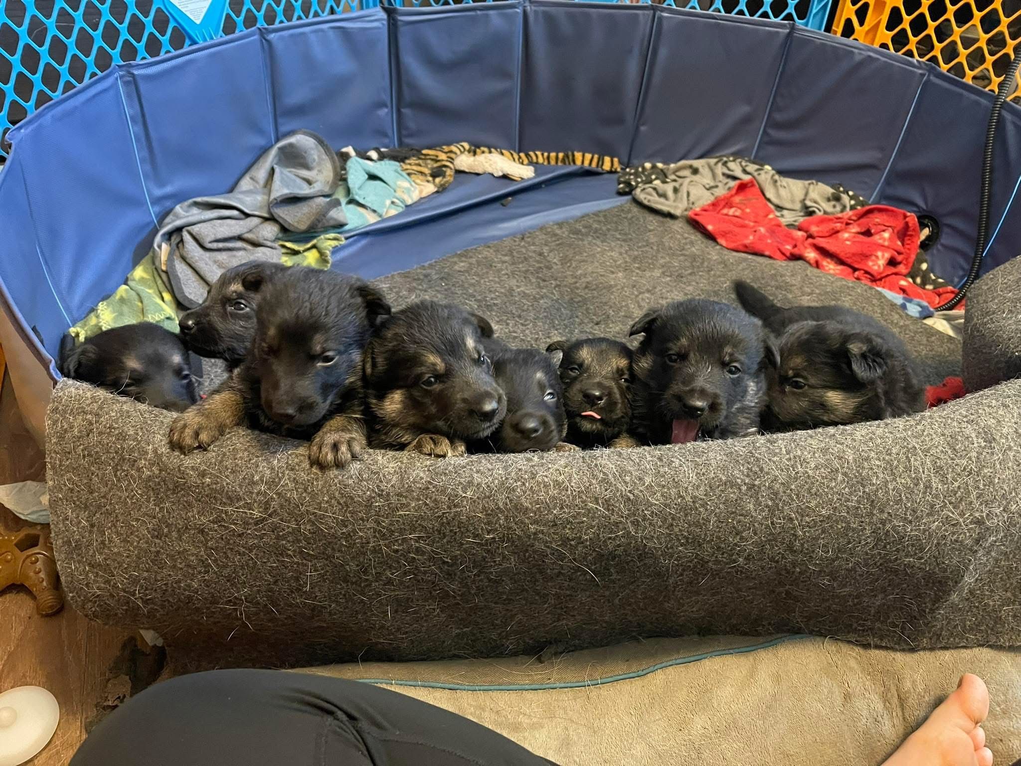 Macon county German Shepherd Rescue