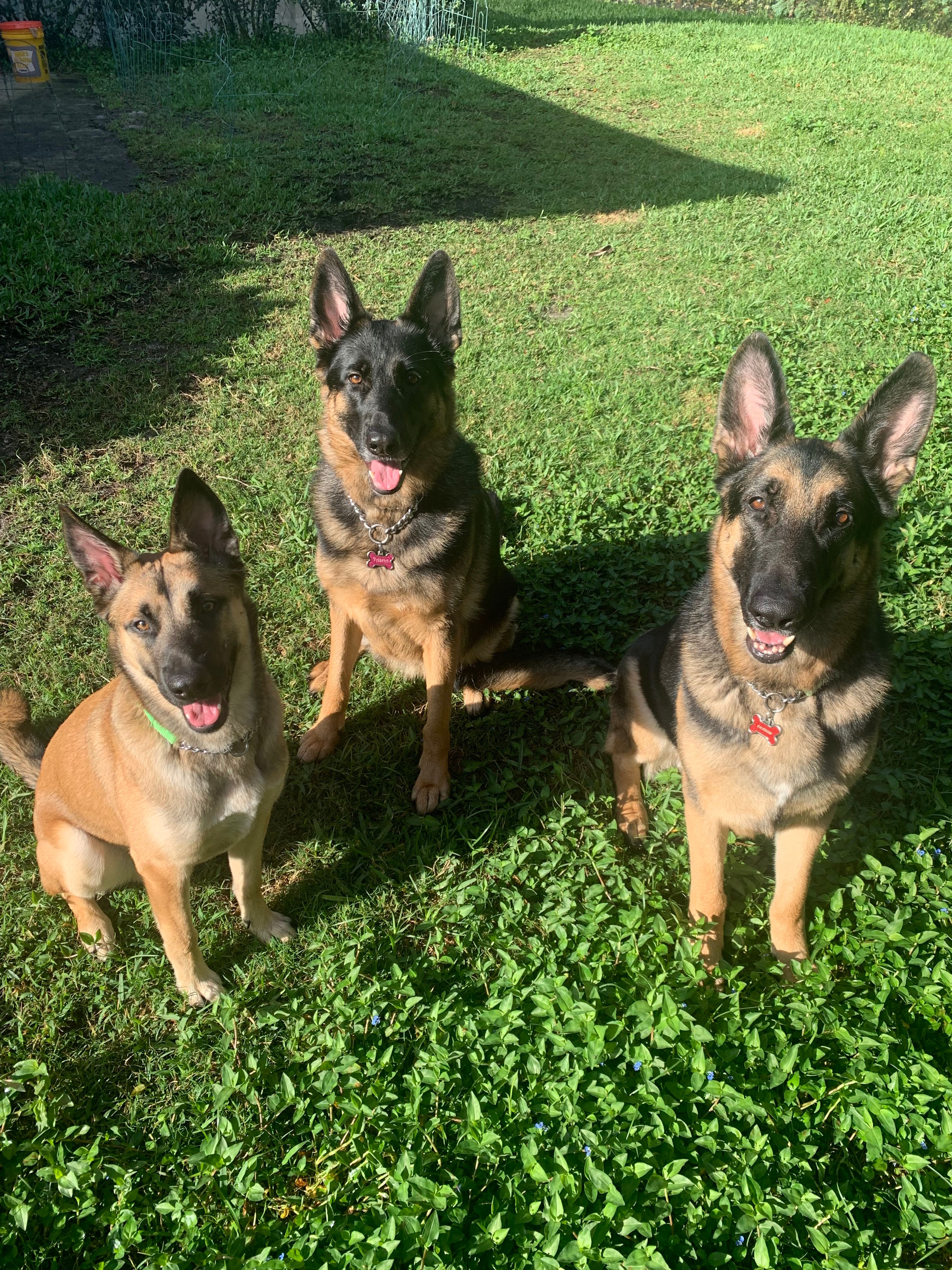 Macon county German Shepherd Rescue