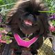 Liz E.'s Pekingese Rescue and Sanctuary