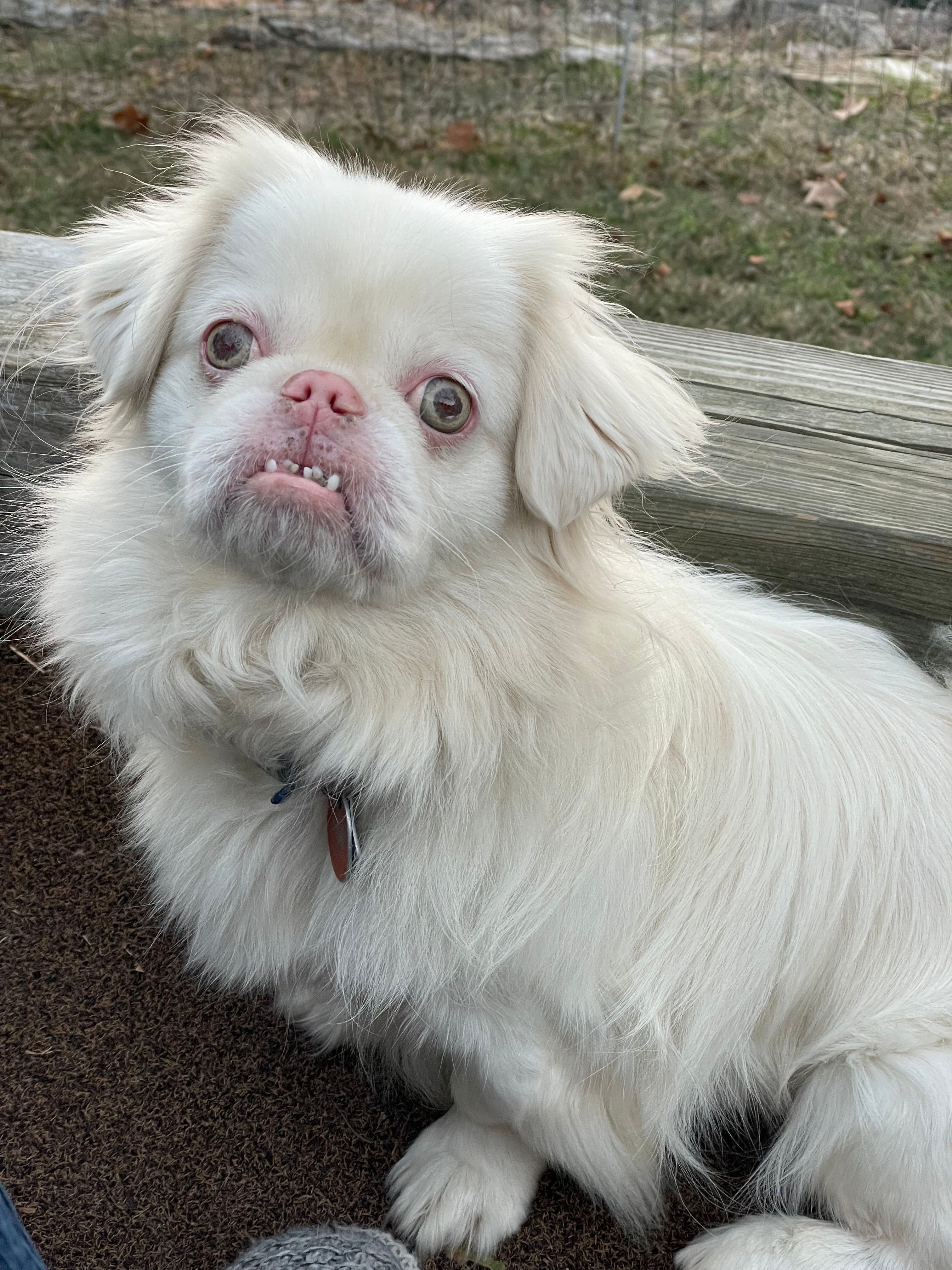 Liz E.'s Pekingese Rescue and Sanctuary