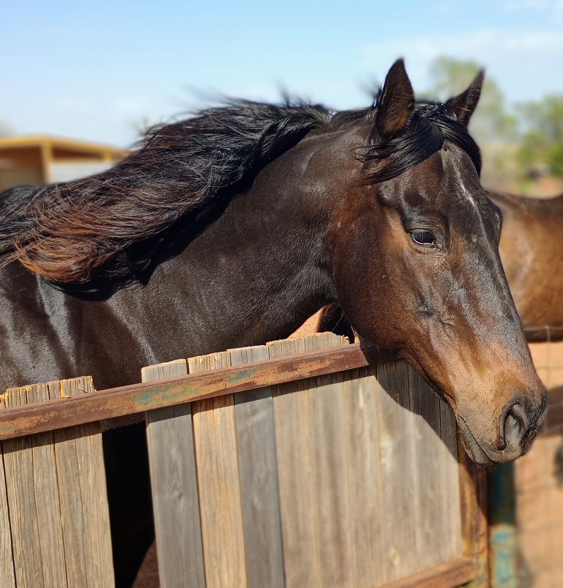 Amylane Horse Sanctuary Inc