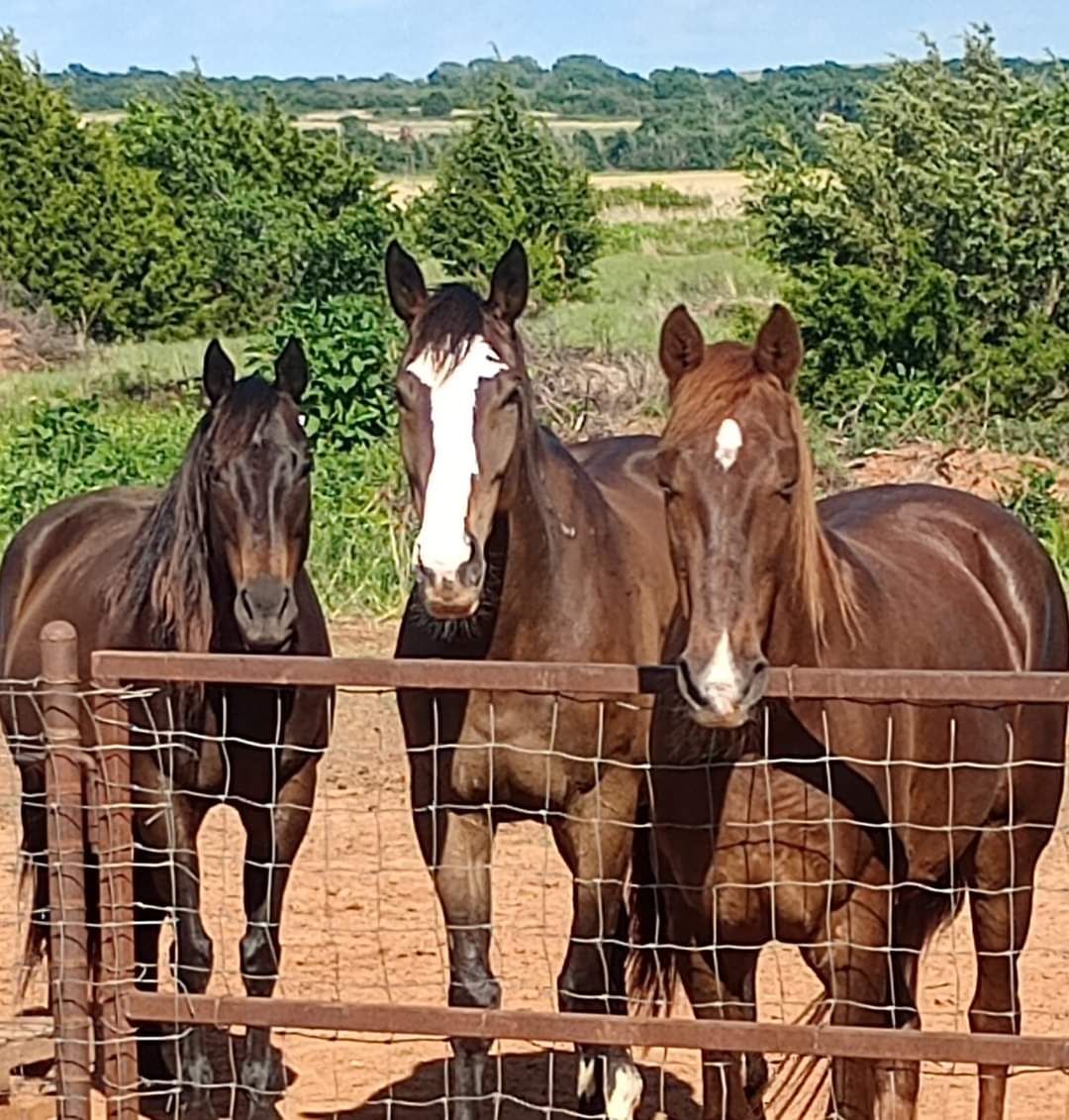 Amylane Horse Sanctuary Inc