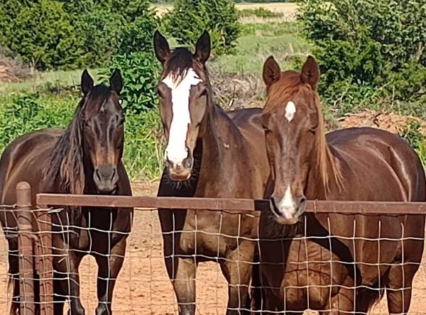 Amylane Horse Sanctuary Inc