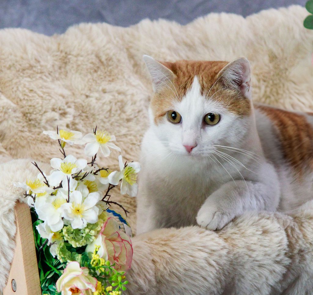 Animal Rescue of Carroll, Inc