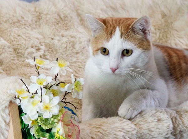 Animal Rescue of Carroll, Inc