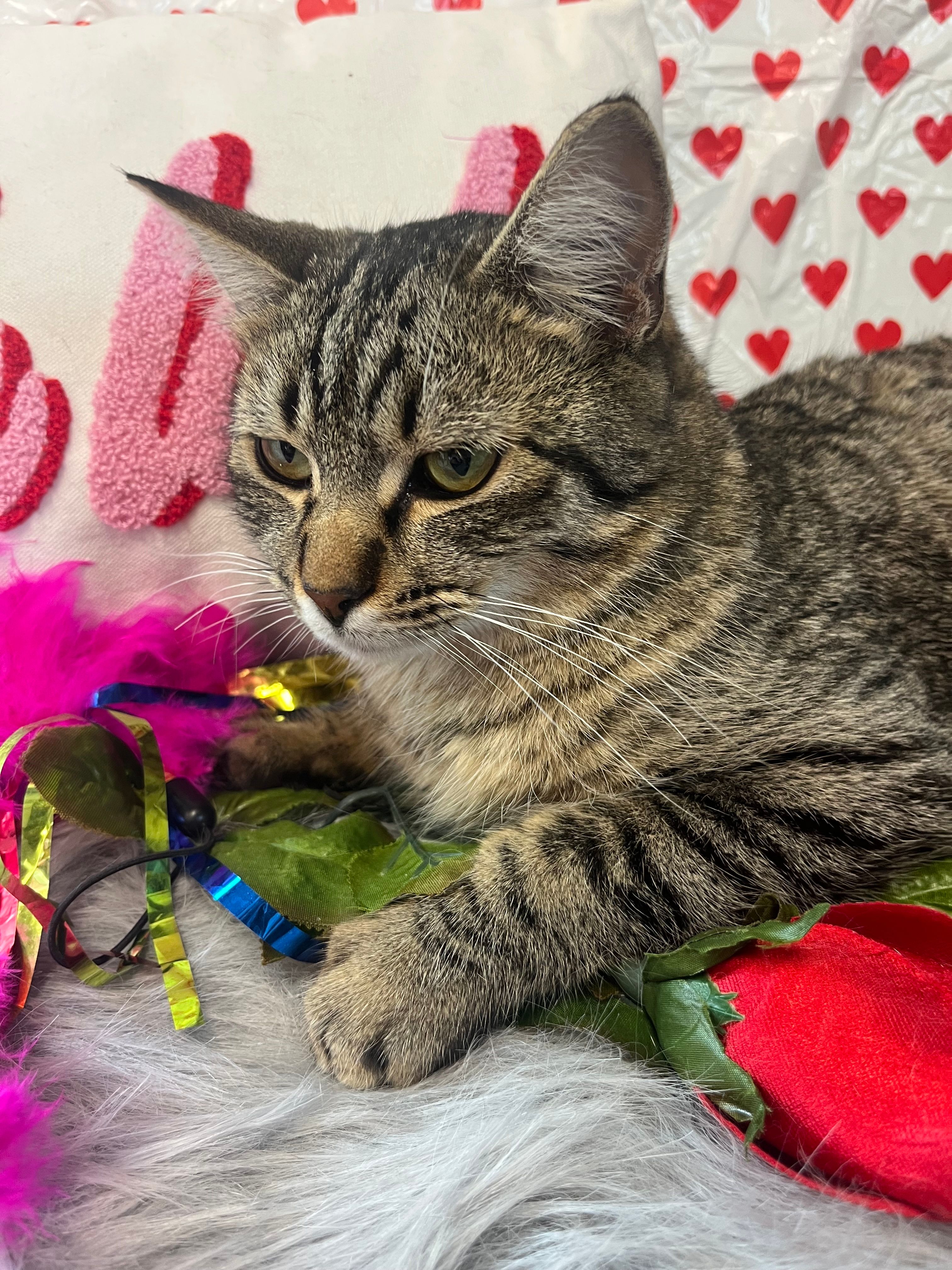 Animal Rescue of Carroll, Inc