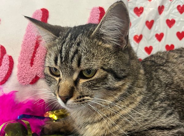 Animal Rescue of Carroll, Inc