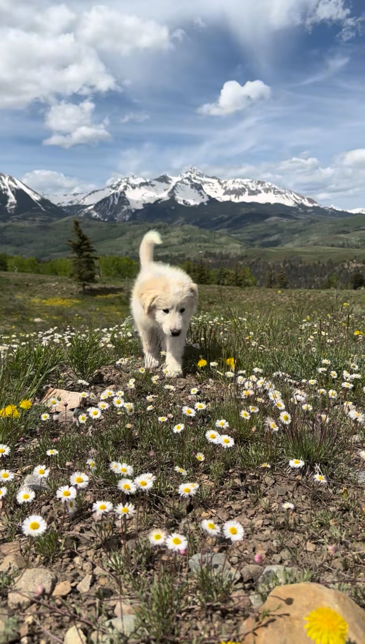 Telluride Humane Society