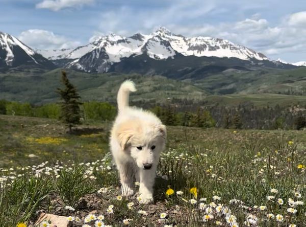 Telluride Humane Society