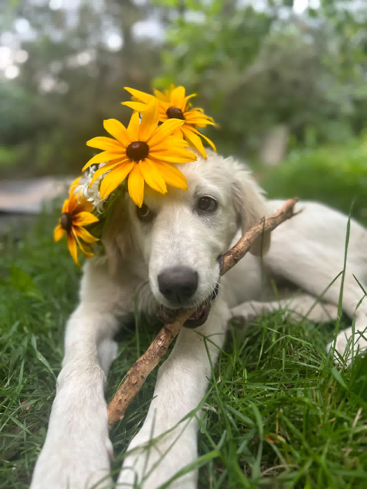 Telluride Humane Society
