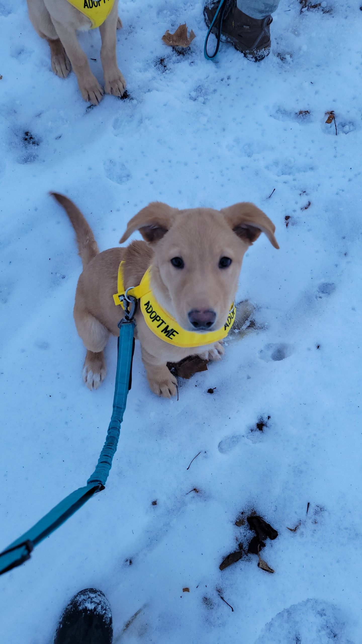 Pope County Humane Society, Inc