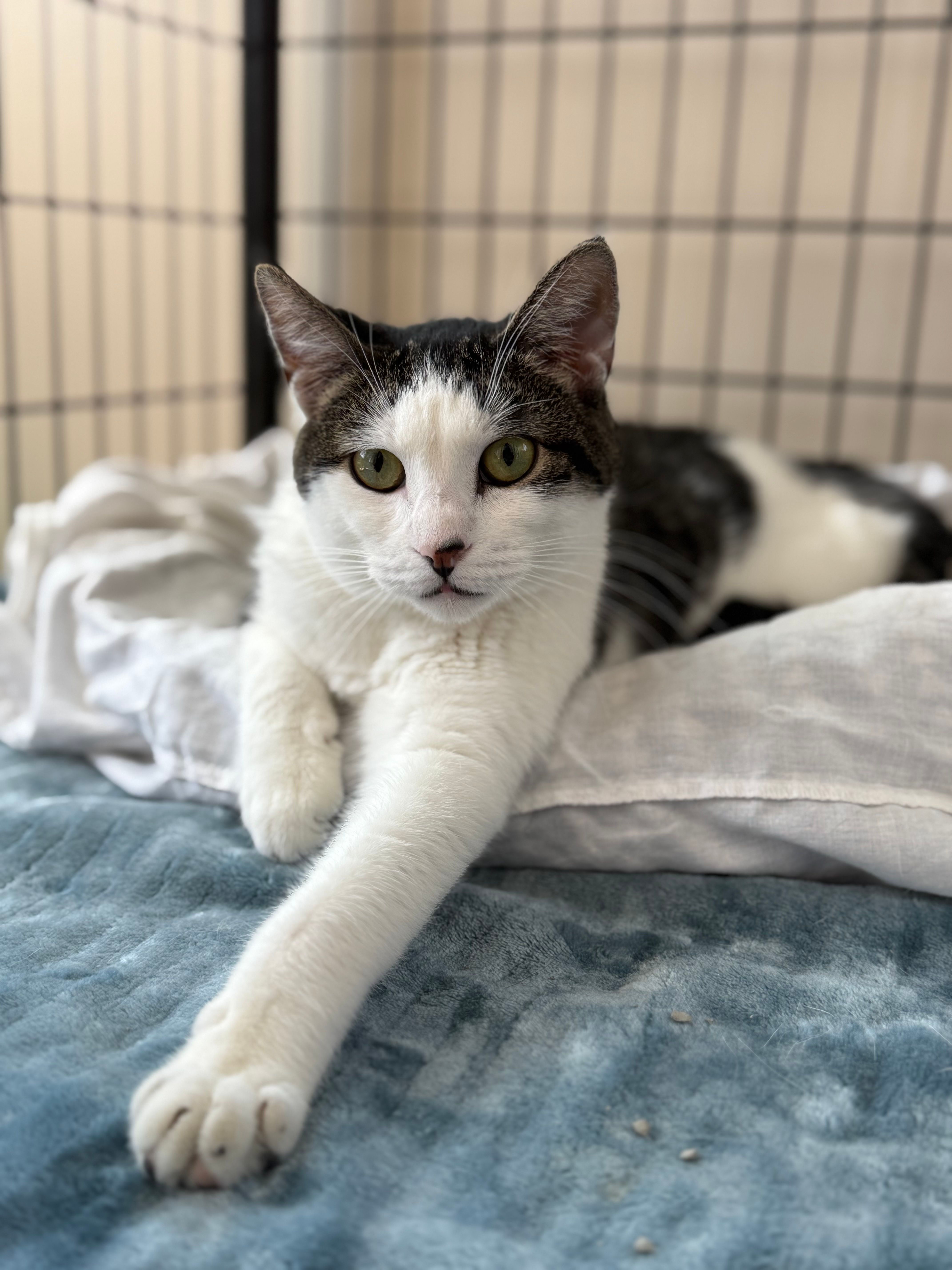 Pope County Humane Society, Inc