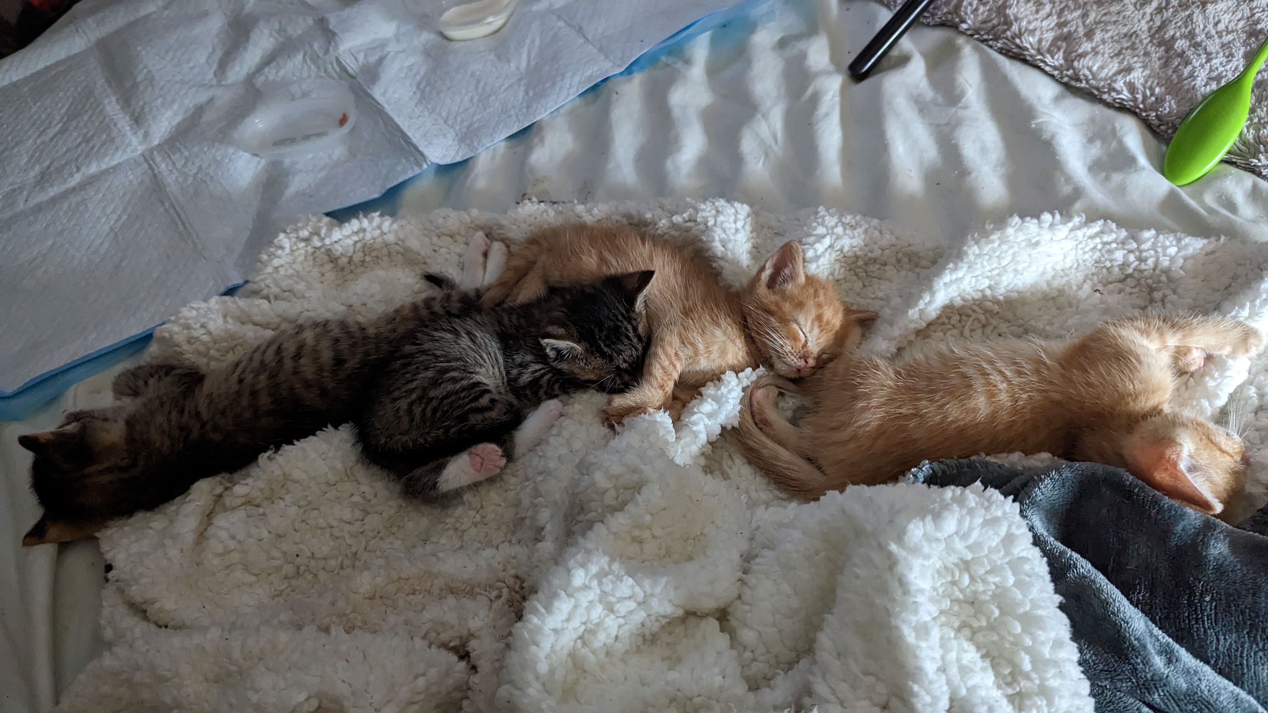 Tri-Village  Cats Inc