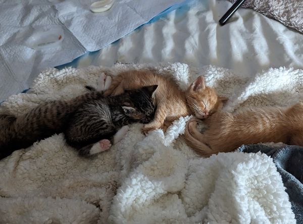 Tri-Village Cats Inc