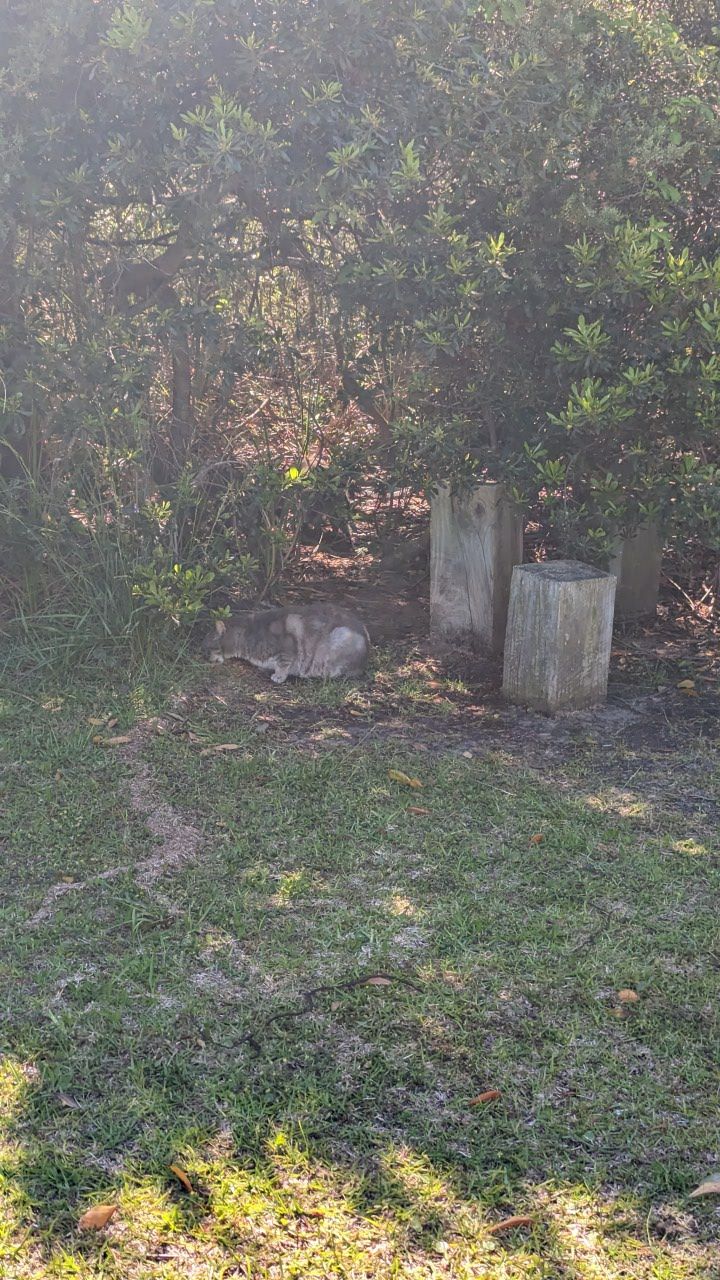 Tri-Village  Cats Inc