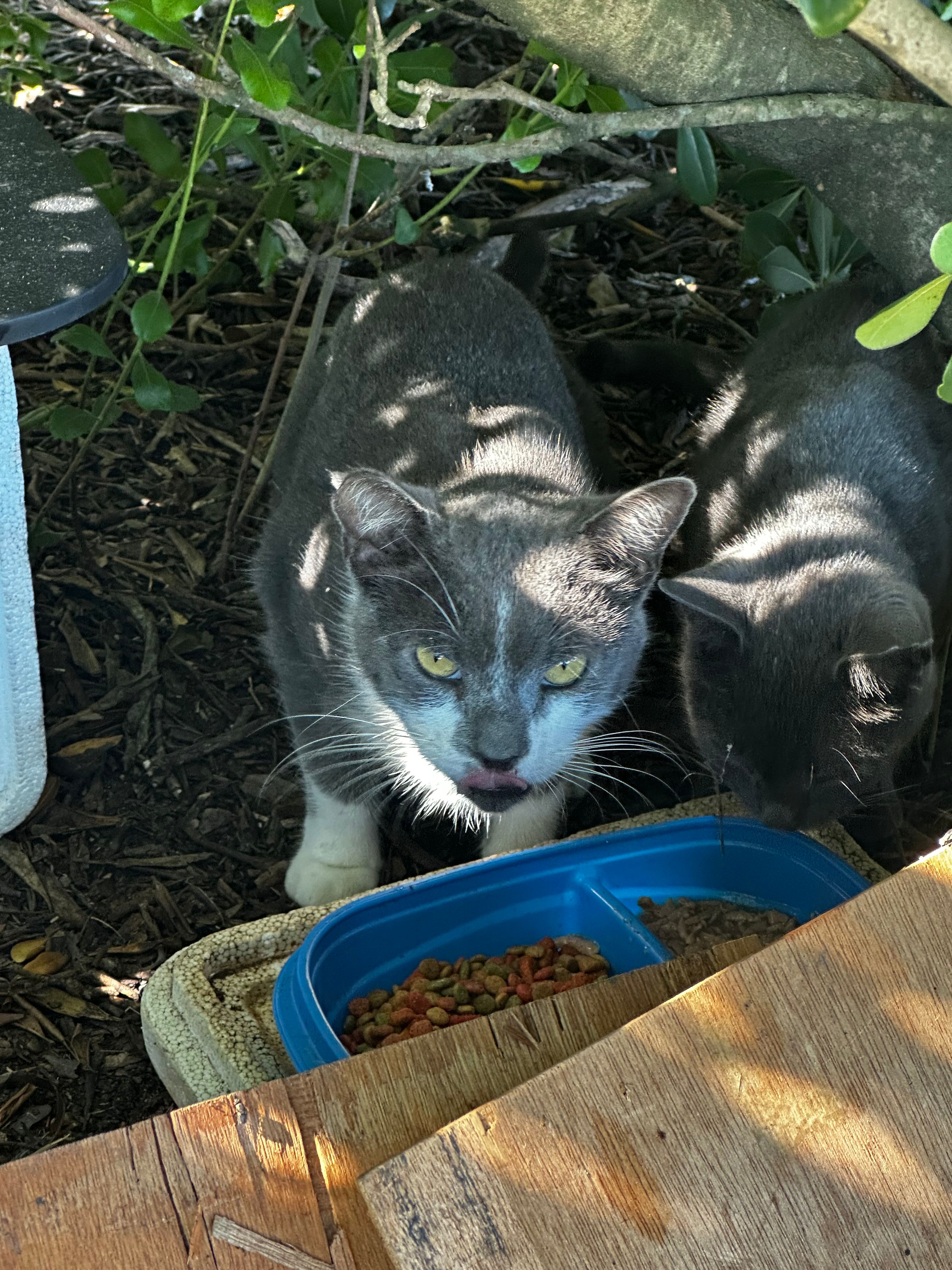 Tri-Village  Cats Inc