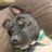 Saved By Grace Animal Rescue