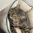 New Life Animal Haven