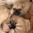 Eagle Valley Humane Society