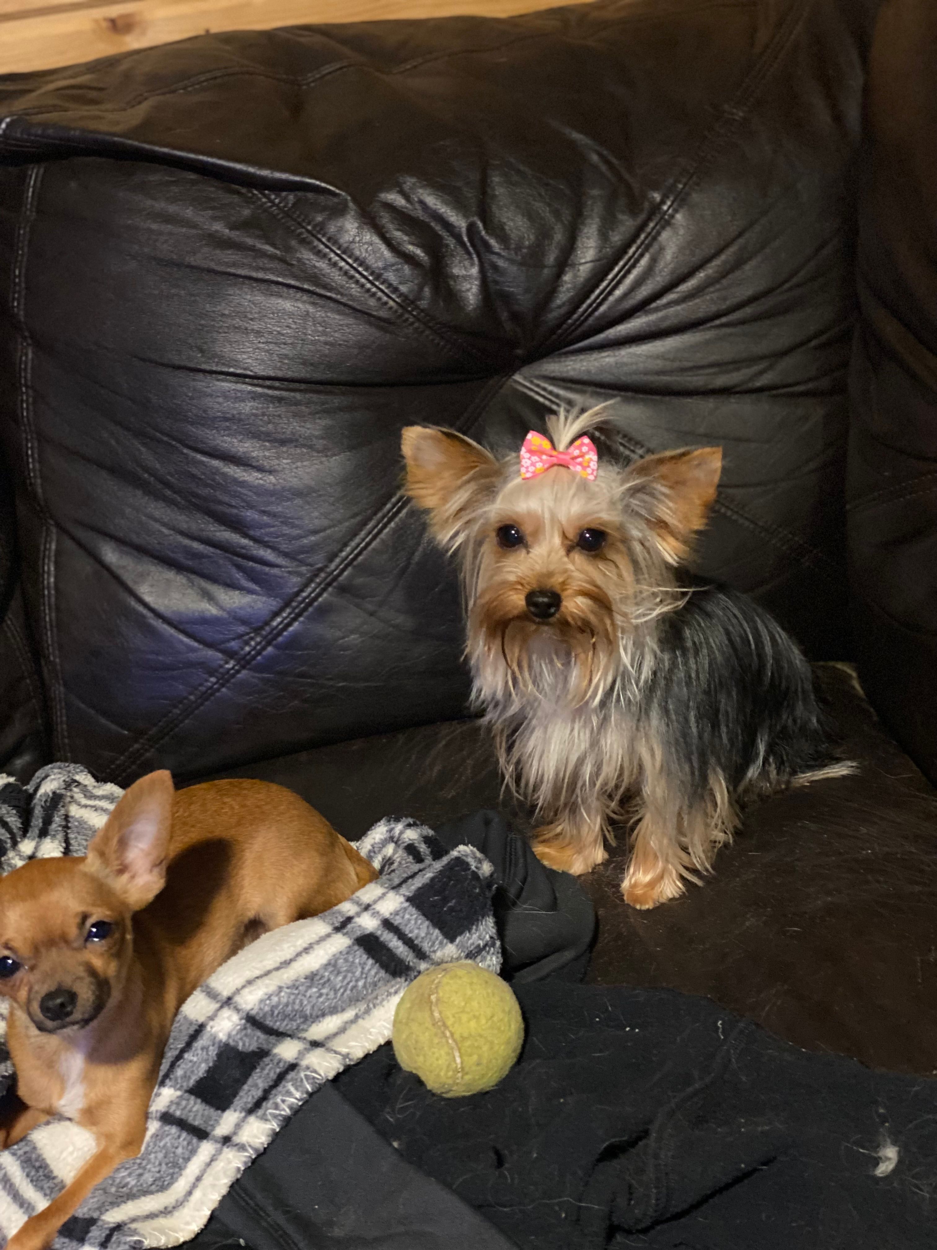 Coalgate Animal Rescue Efforts