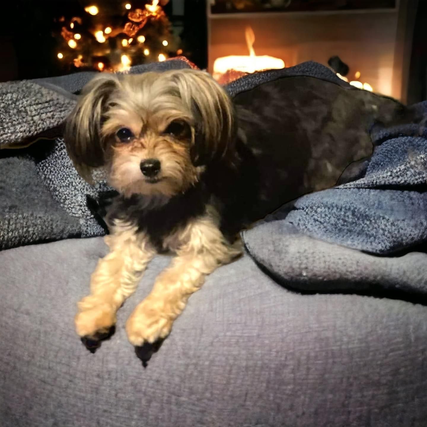 Coalgate Animal Rescue Efforts