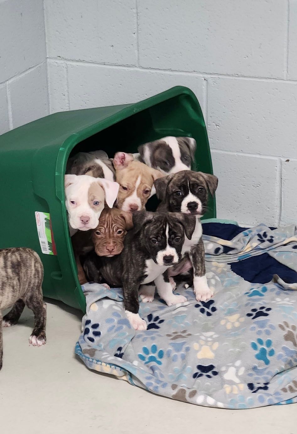 Forest County Humane Society