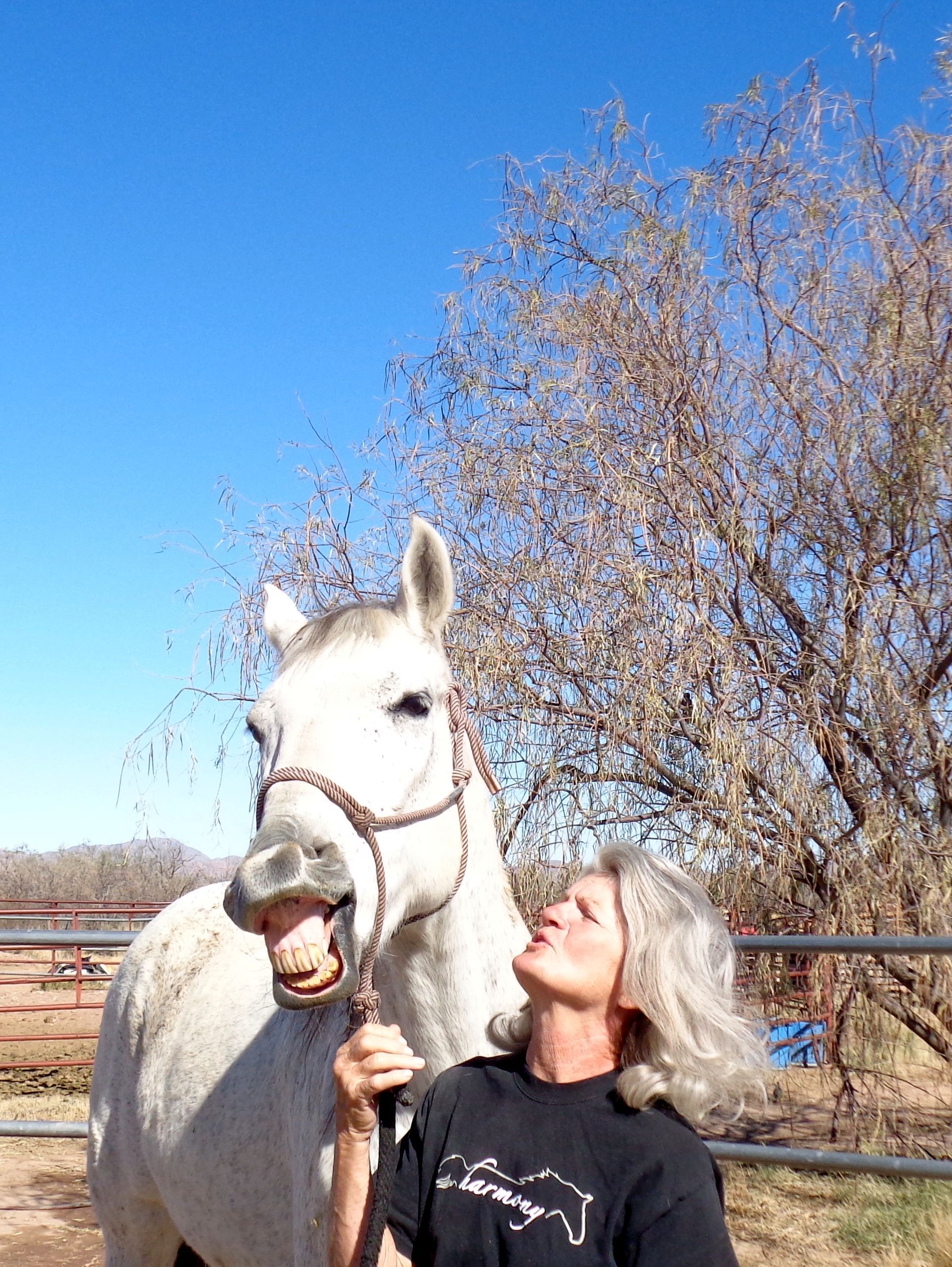 Harmony and Hope Horse Haven