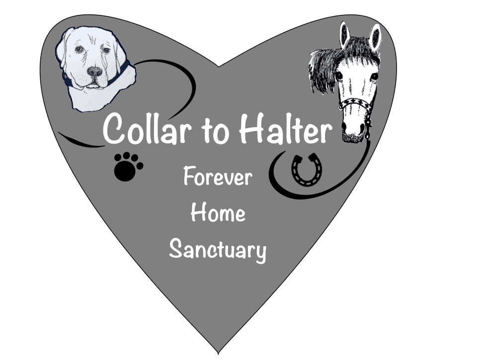Collar to Halter Forever Home Sanctuary