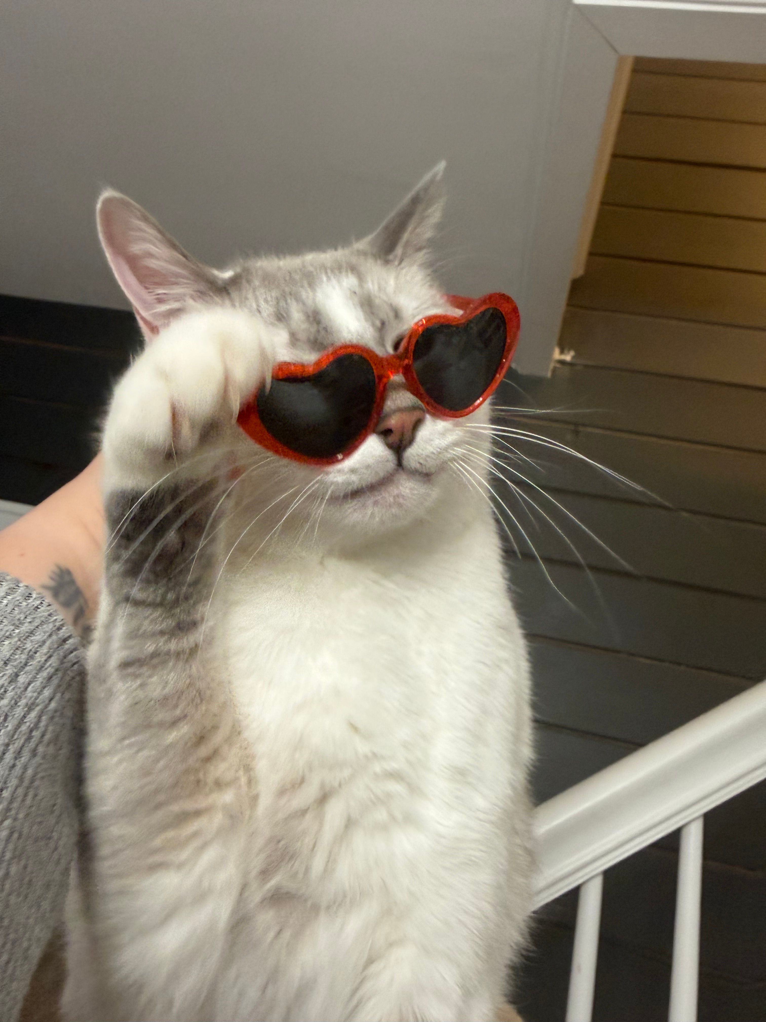 Pawsitively Purrfect Retreat