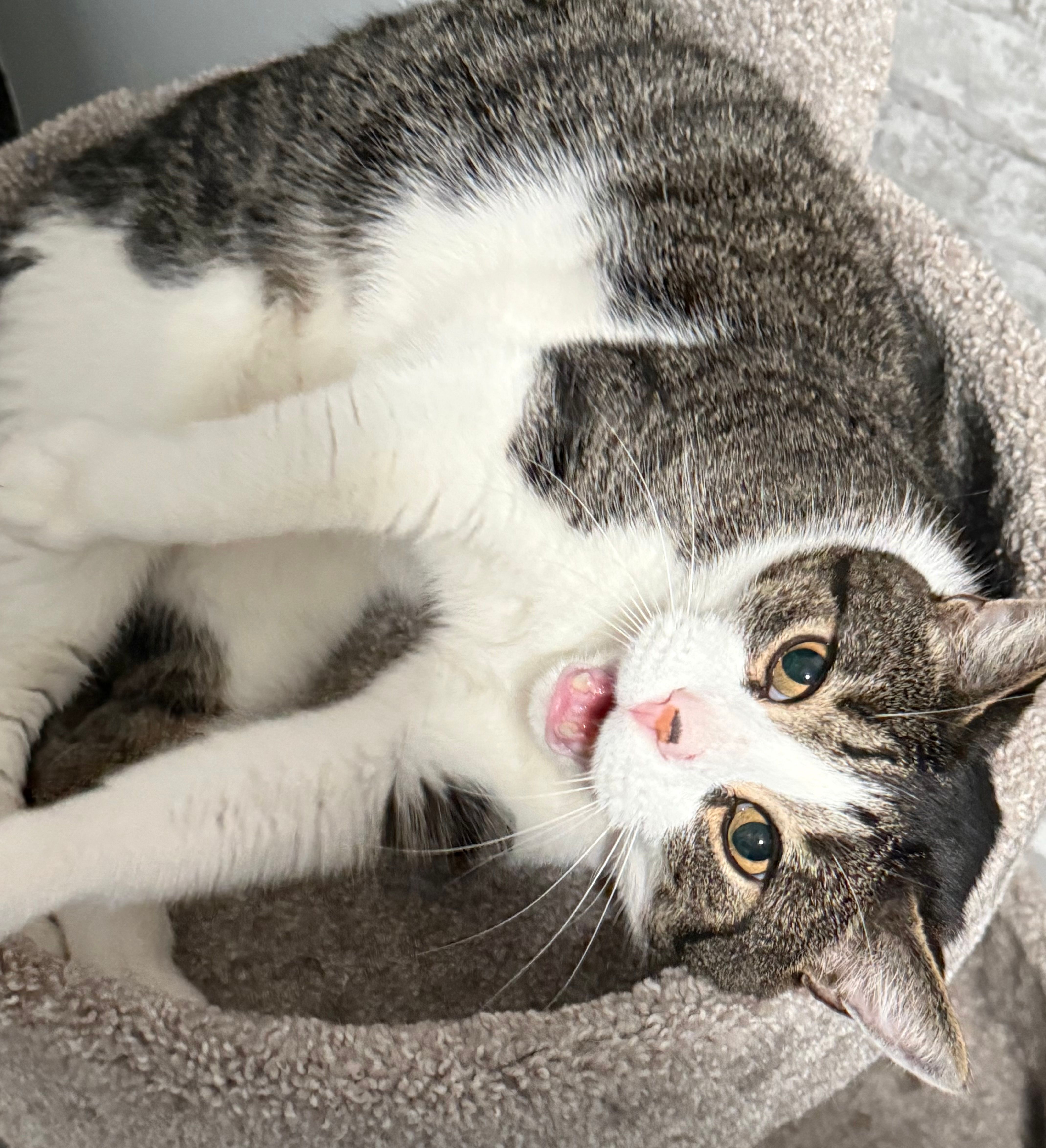 Pawsitively Purrfect Retreat