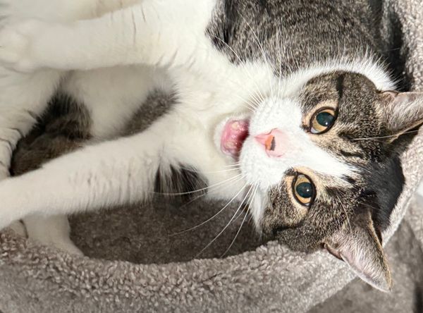 Pawsitively Purrfect Retreat