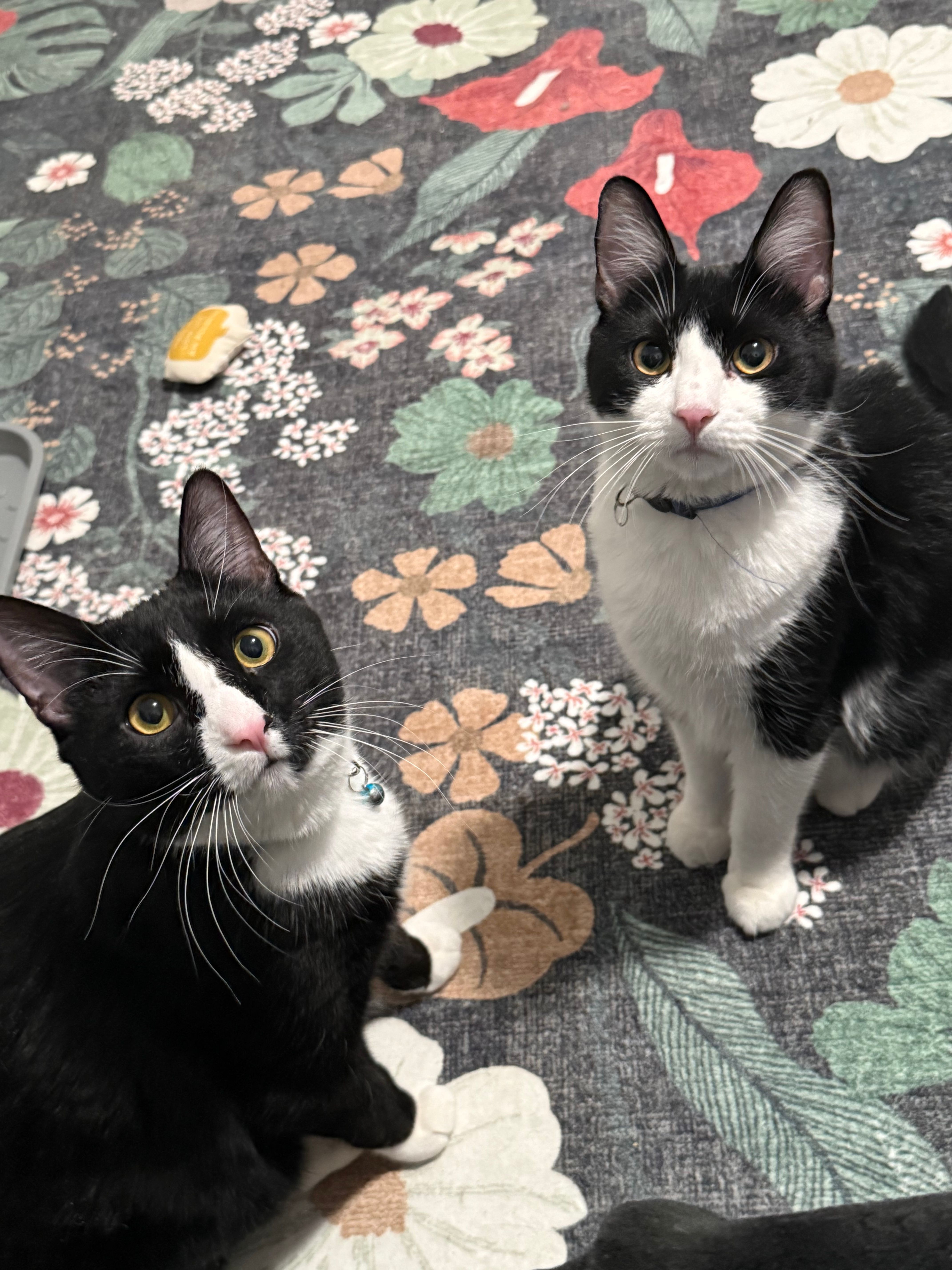 Pawsitively Purrfect Retreat