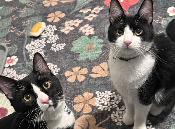 Pawsitively Purrfect Retreat