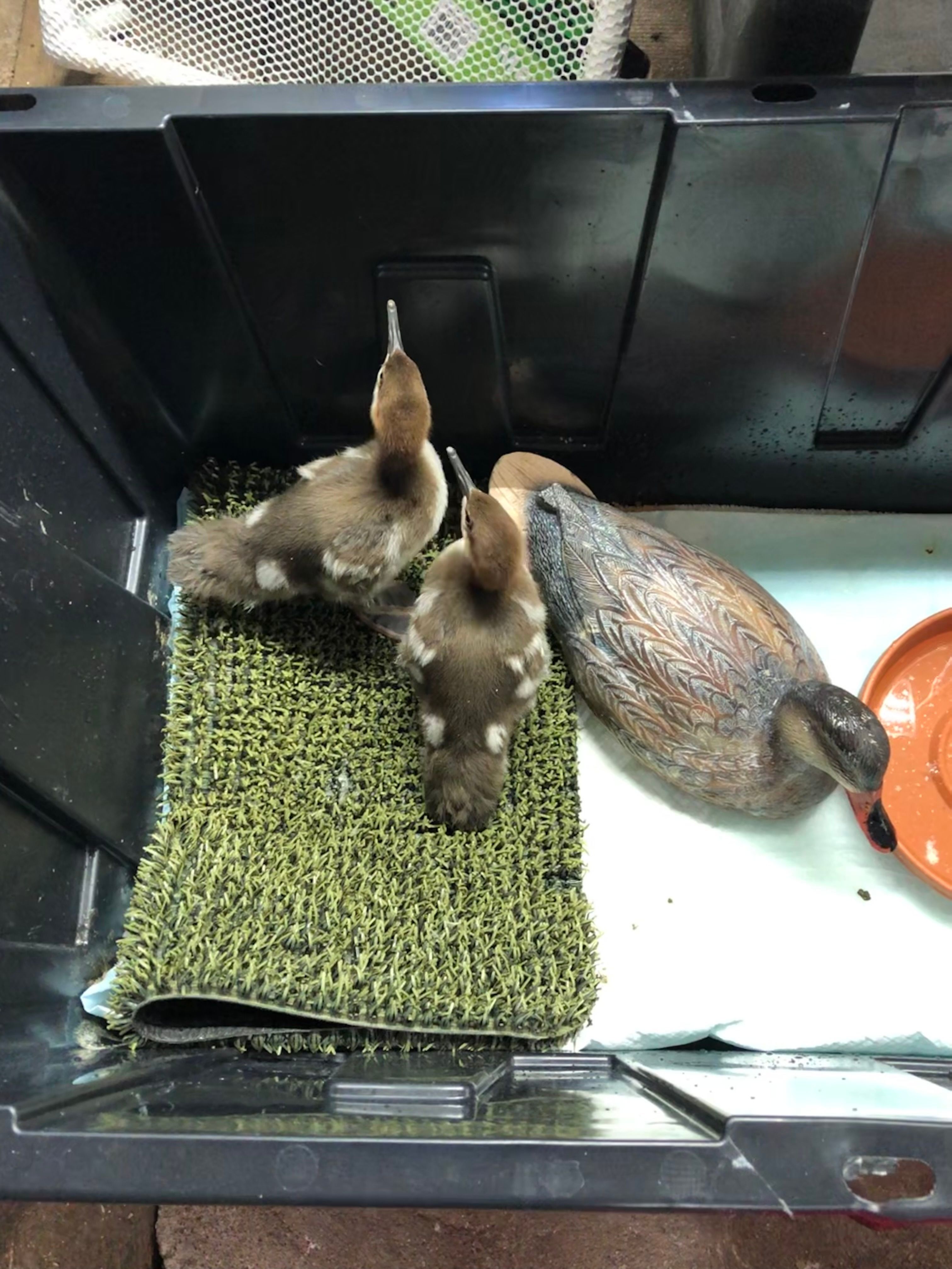 Keweenaw Wild Bird REC