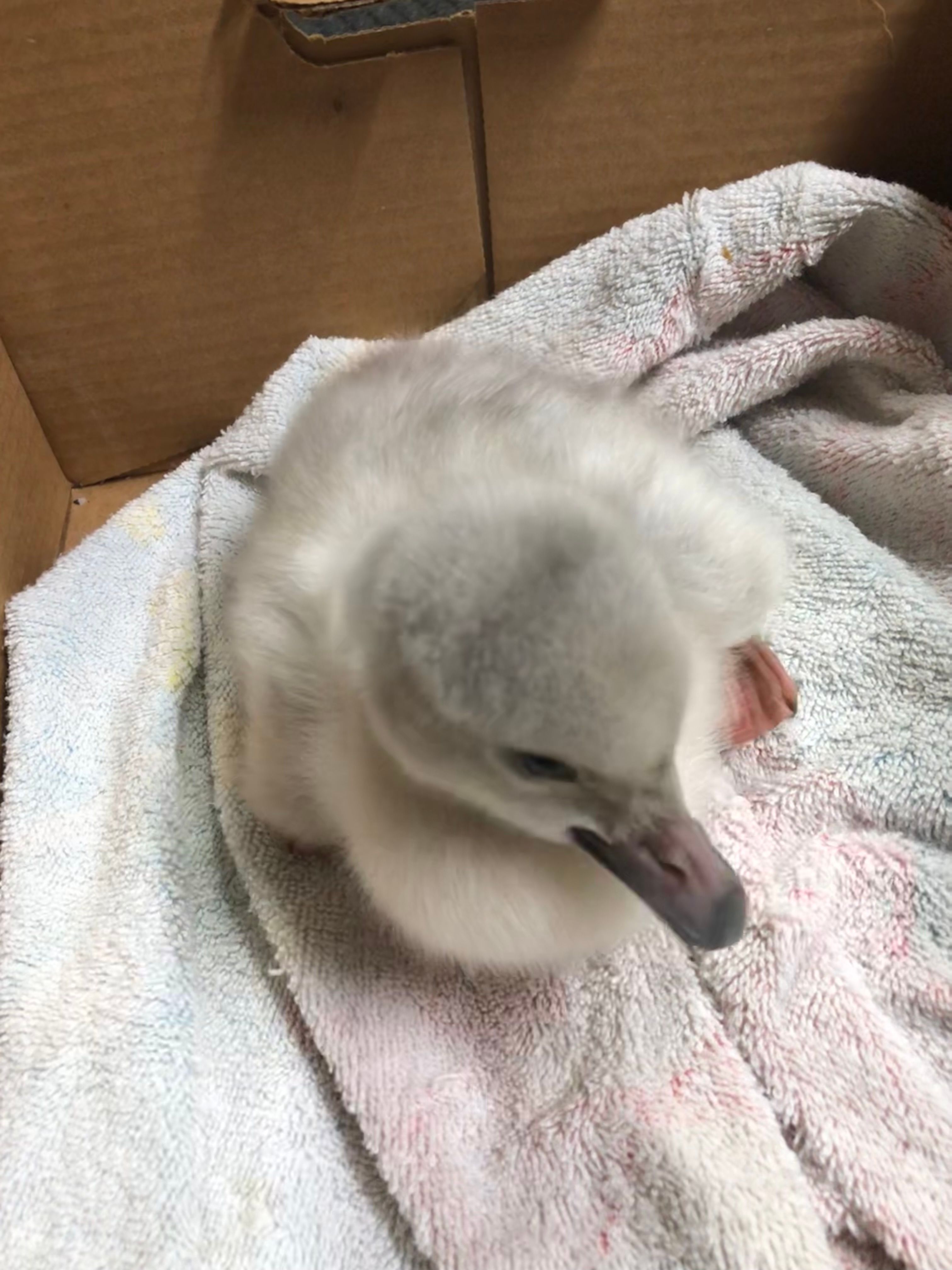 Keweenaw Wild Bird REC