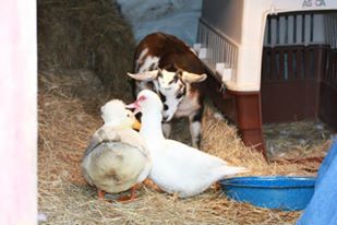 E.T. Farms Animal Rescue & Sanctuary