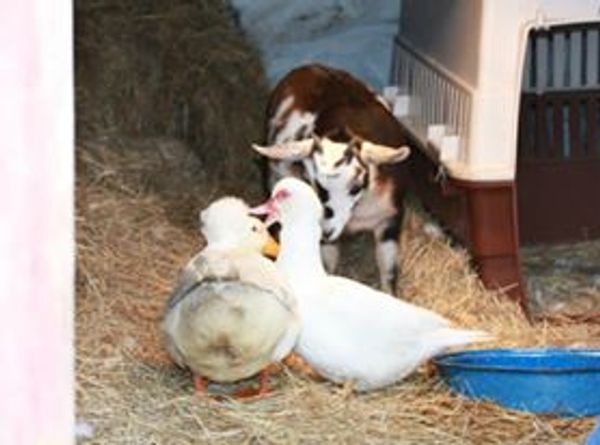 E.T. Farms Animal Rescue & Sanctuary