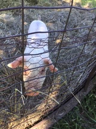 E.T. Farms Animal Rescue & Sanctuary