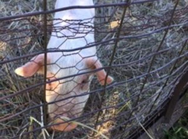 E.T. Farms Animal Rescue & Sanctuary