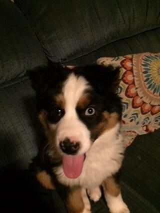 E.T. Farms Animal Rescue & Sanctuary