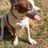 Izard County Animal Rescue Effort (ICARE)