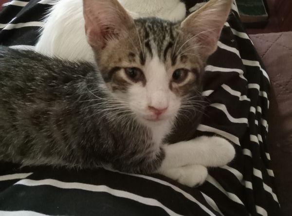 Izard County Animal Rescue Effort (ICARE)